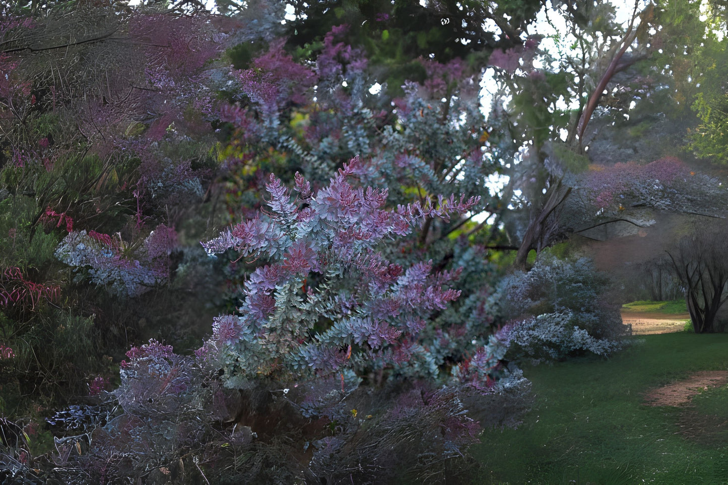 Blue-leaved Cootamundra Wattle Fernleaf Acacia (Acacia baileyana var. Purpurea)