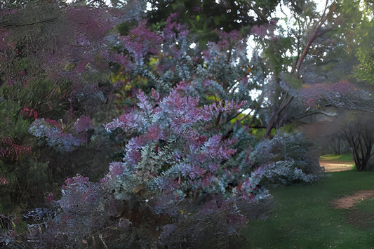 Blue-leaved Cootamundra Wattle Fernleaf Acacia (Acacia baileyana var. Purpurea)