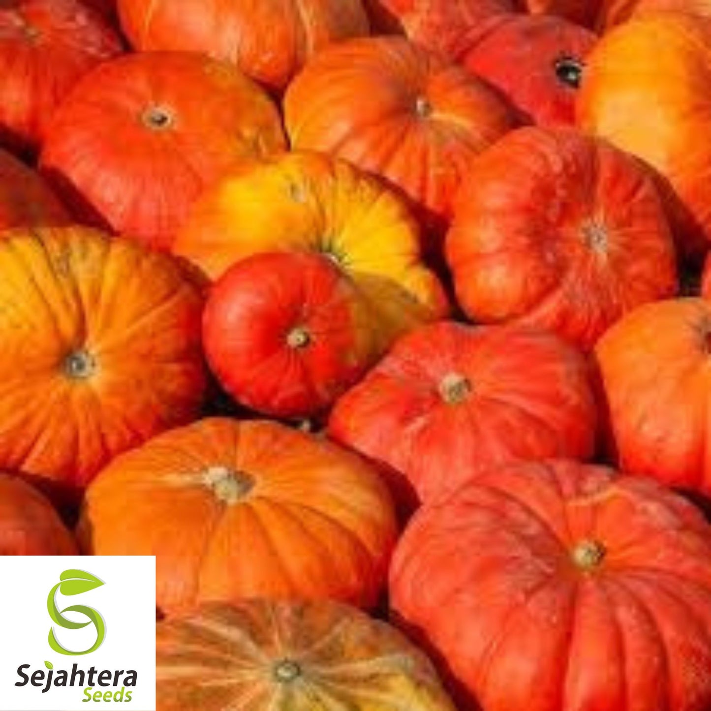 Cinderella Pumpkin Seeds - 30+ Heirloom, Organic, Non-GMO & Fresh