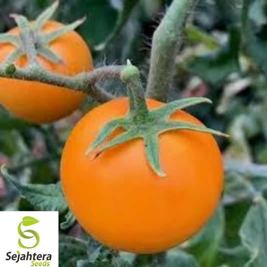 10+ Orange Cherry Tomato Seeds - Heirloom, Organic, Non-GMO, Rare & Sweet