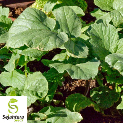 Black Spanish Round Radish Seeds 250 Ct | Heirloom NON-GMO Vegetable Garden USA