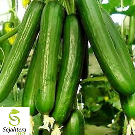 100+ Beit Alpha Cucumber Seeds - Heirloom, Organic, Crisp & Burpless Variety