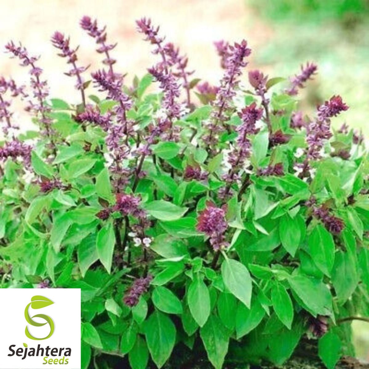 Cinnamon Basil Seeds - 200+ Heirloom - Perennial Herb & Natural Bug Repellent