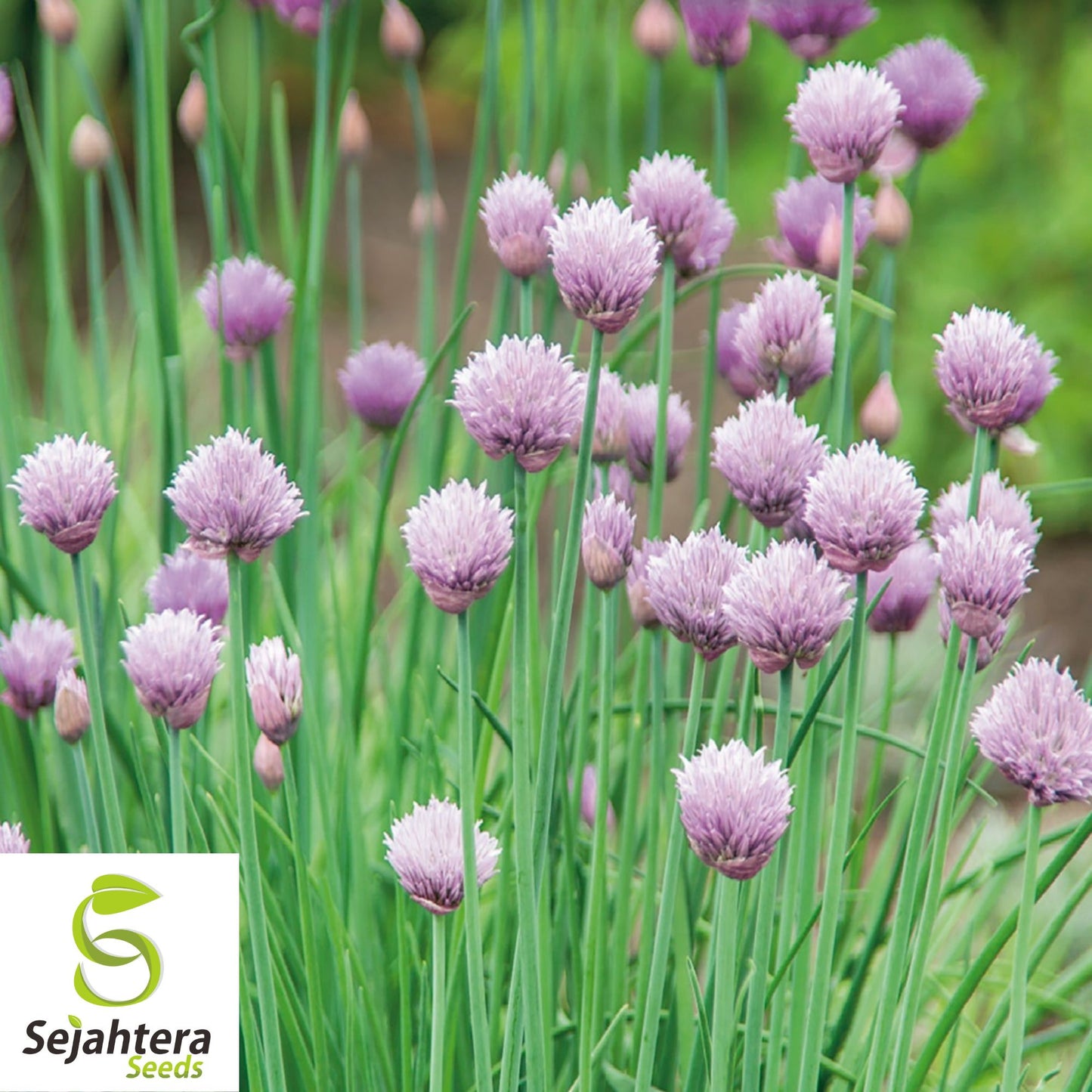 150 Chive Herb Seeds - Non-GMO, Easy-to-Grow Culinary Herb