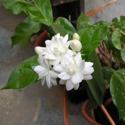 Sambac Jasmine Double – Jasminum sambac Live Fragrant Plant | 1–2 Feet Tall | Includes 6" Pot  Double White Blooms | Intensely Fragrant | Evergreen Tropical