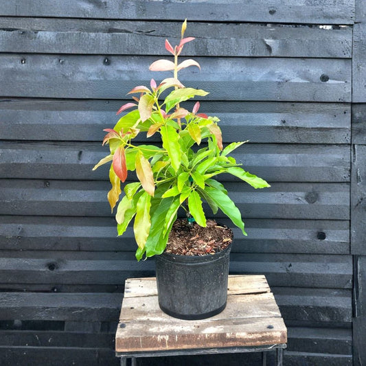 Russell Avocado Tree – Persea americana  (Also commonly listed as “Russel” Avocado)  Live Fruit Tree | 1–2 Feet Tall | 3-Gallon Container  Cold Hardy Avocado | Creamy Flavor | Container & Patio Friendly