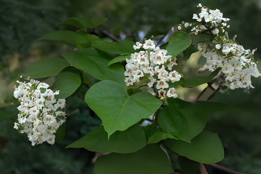 Southern Catalpa (Catalpa bignonioides)
