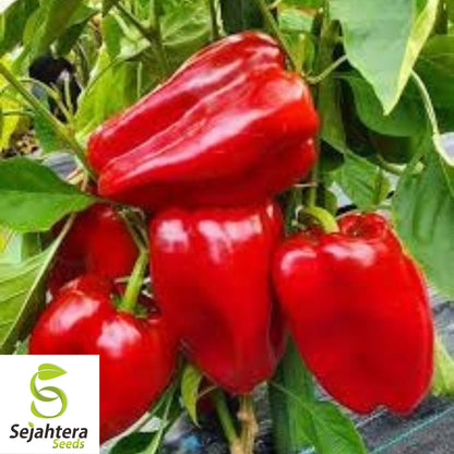 Giant Red Bell Pepper Seeds - 30+ Heirloom, Organic, Non-GMO & Sweet