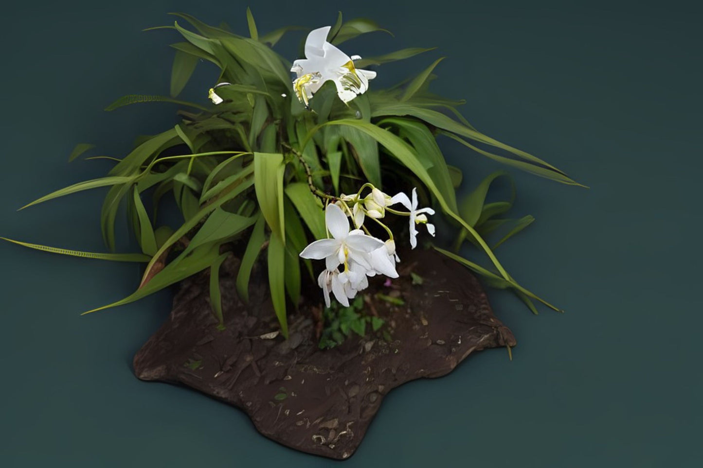 Spathoglottis plicata - 6in Pot Ground Orchid with Yellow Flowers | Easy Care Terrestrial Orchid for Home & Garden
