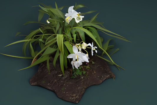 Spathoglottis plicata - 6in Pot Ground Orchid with Yellow Flowers | Easy Care Terrestrial Orchid for Home & Garden