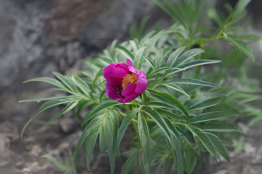 Russian Fernleaf Peony (Paeonia anomala)