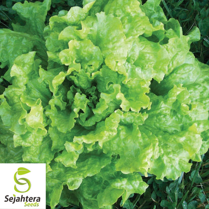 1000 Black Seeded Simpson Lettuce Seeds - Non-GMO, Tender & Crisp Greens