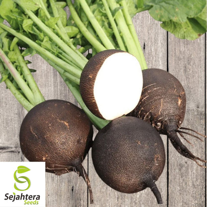 Black Spanish Round Radish Seeds 250 Ct | Heirloom NON-GMO Vegetable Garden USA