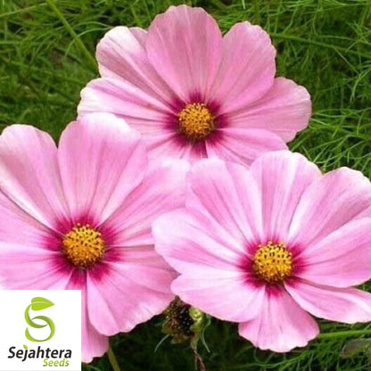 Cosmos Gloria Pink Flower Seeds 100 Ct | Stunning Cut Flowers USA