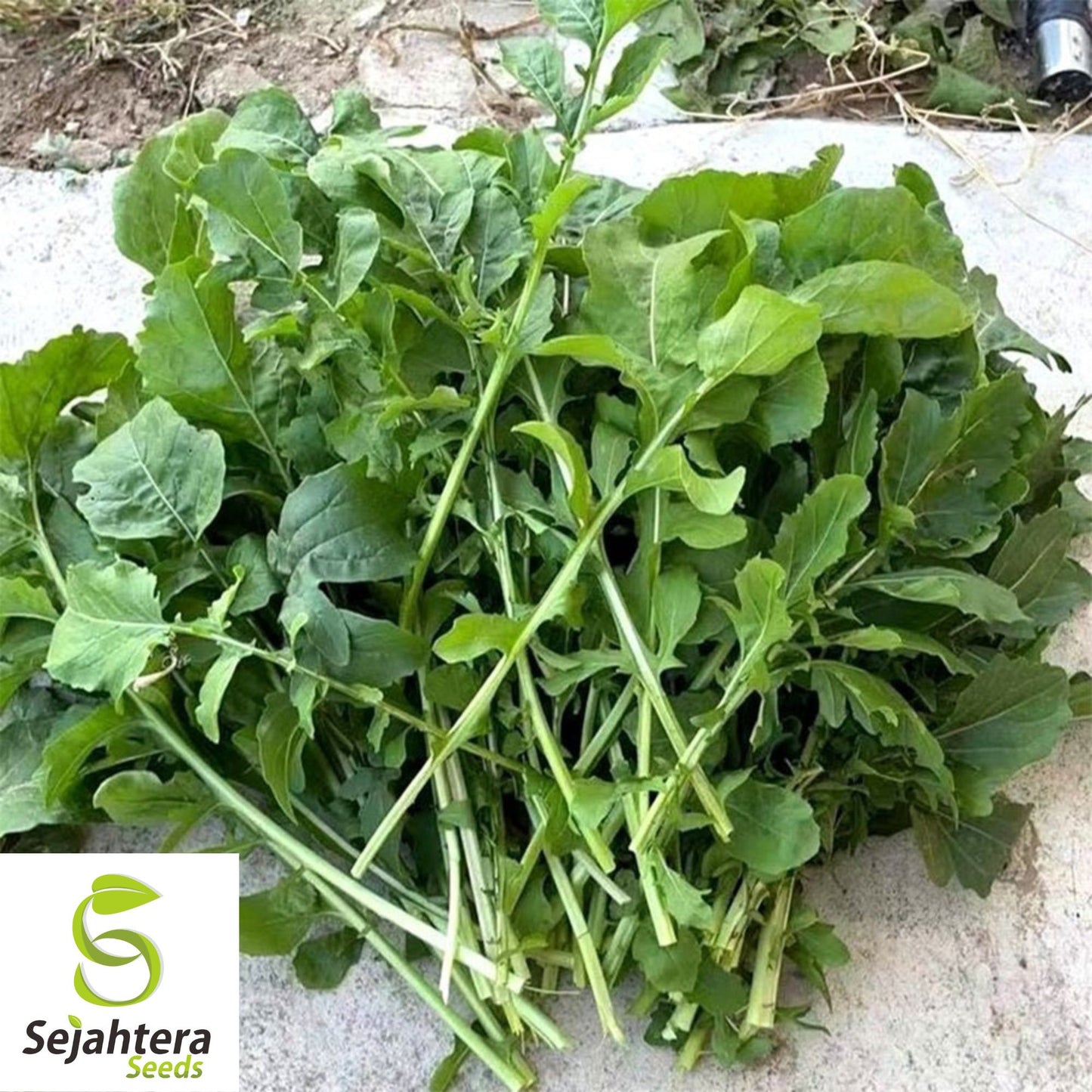 1200 Organic Arugula Seeds - Non-GMO, Peppery & Nutritious Salad Green