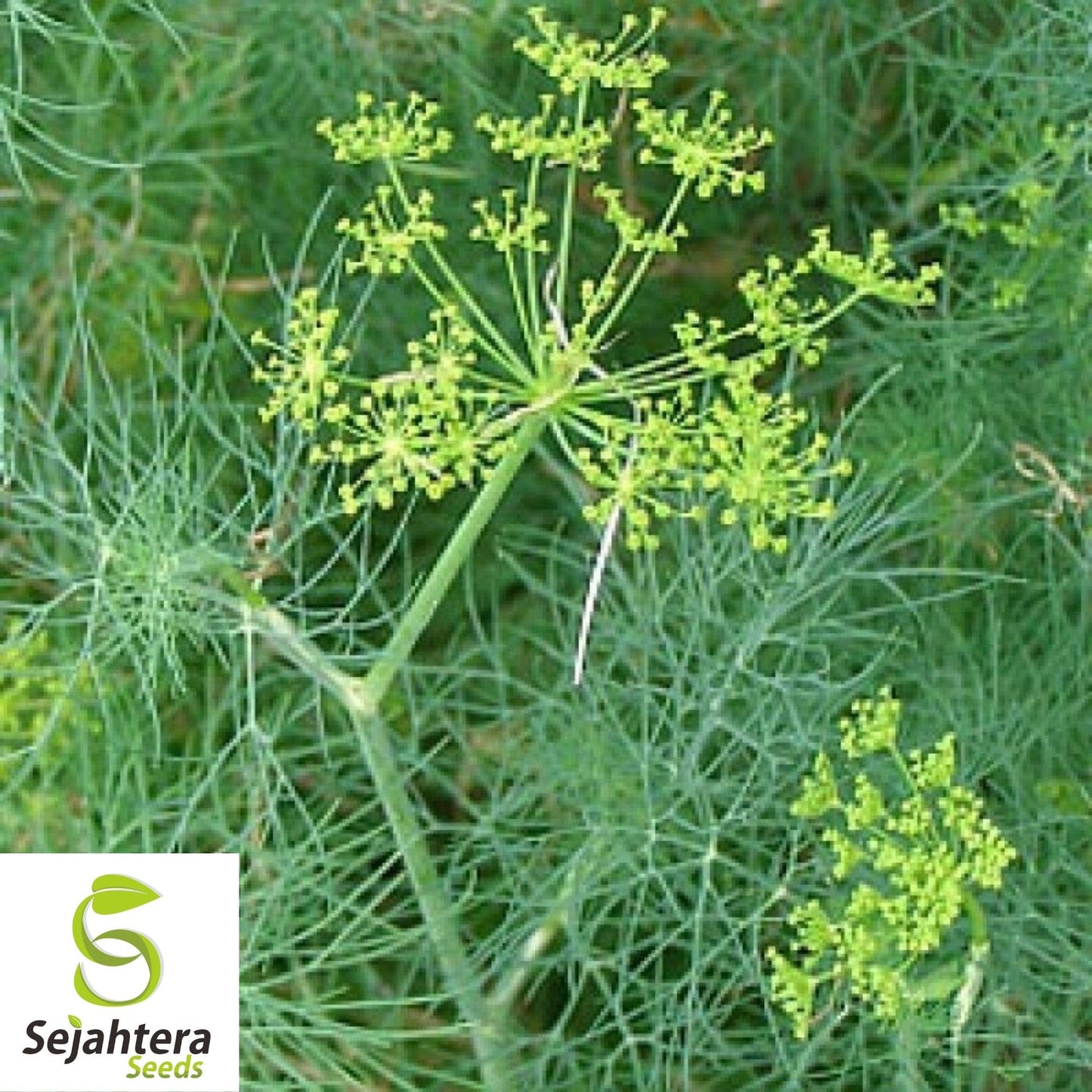 Dill Dukat Seeds 500+ | Anethum Graveolens Herb Spice Culinary NON-GMO USA