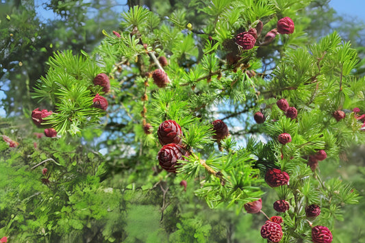 European Larch (Larix decidua)