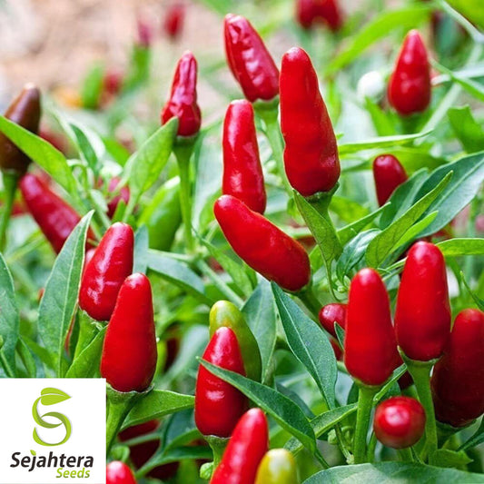 50+ Pequin Chili Pepper Seeds - Hot Piquin Bird Pepper, Non-GMO, Spicy Variety
