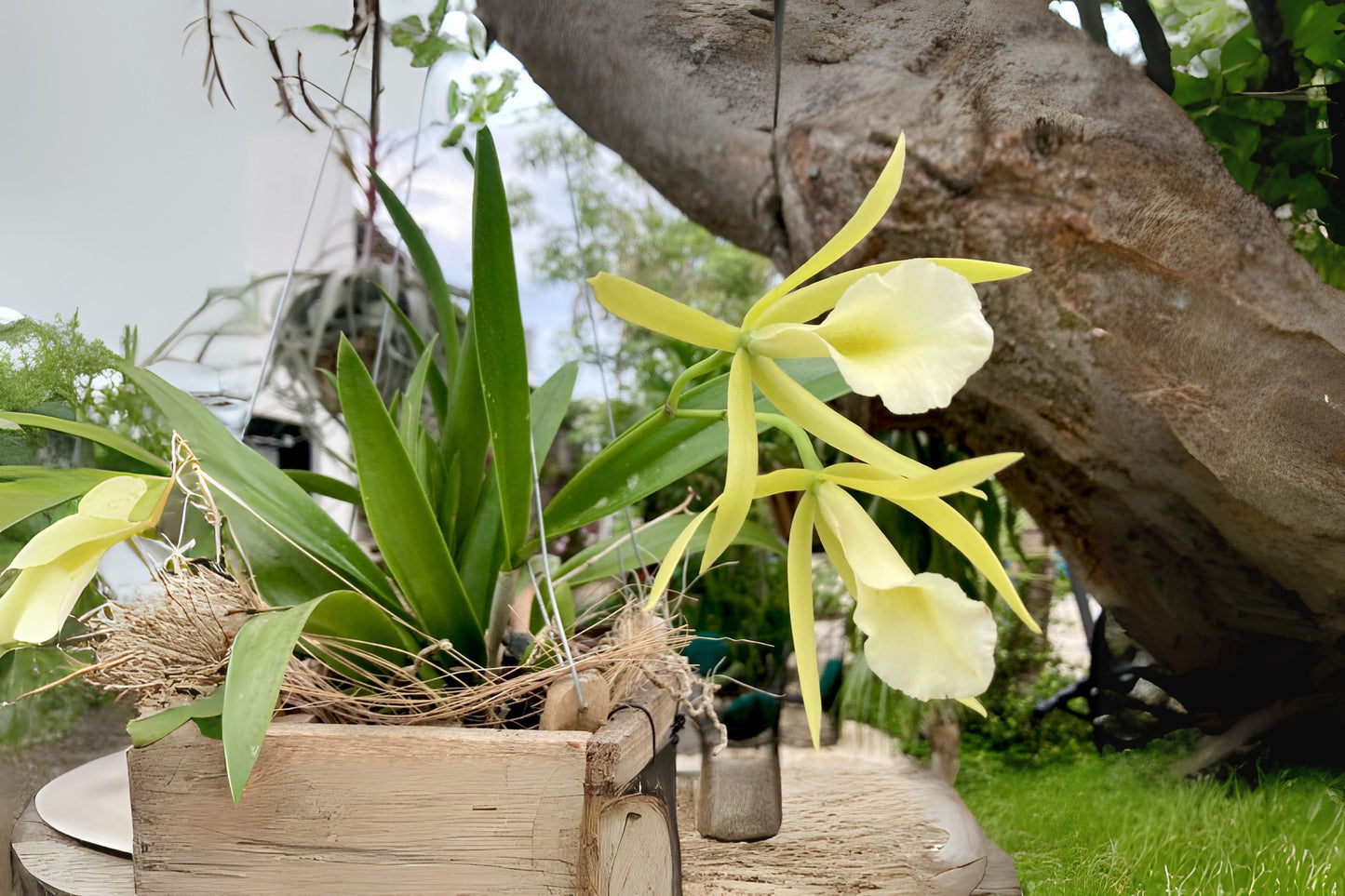 Brassavola 'Lime-Sherbet' Orchid Plant - Lime Green Flowers, Easy Care, Disease-Free, Ideal for South Florida Gardening