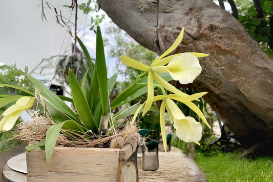 Brassavola 'Lime-Sherbet' Orchid Plant - Lime Green Flowers, Easy Care, Disease-Free, Ideal for South Florida Gardening