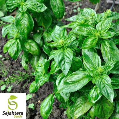 200 Genovese Basil Seeds - Non-GMO, Aromatic Italian Herb