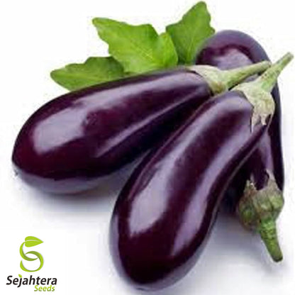 200+ Long Purple Eggplant Seeds - Heirloom, Non-GMO, Tender & Productive