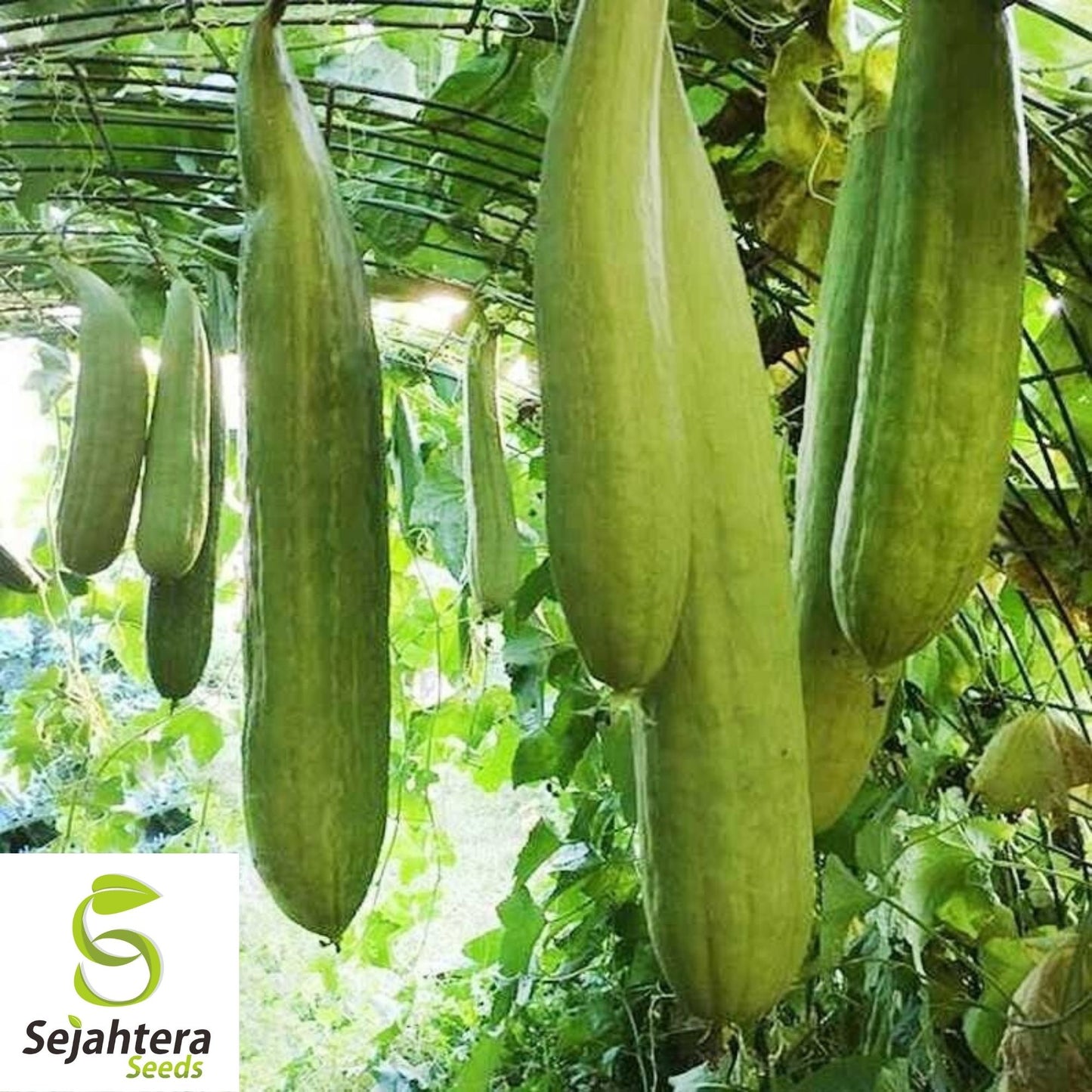 Dark Armenian Cucumber Seeds 50+ | Long Snake Serpent Vegetable NON-GMO USA