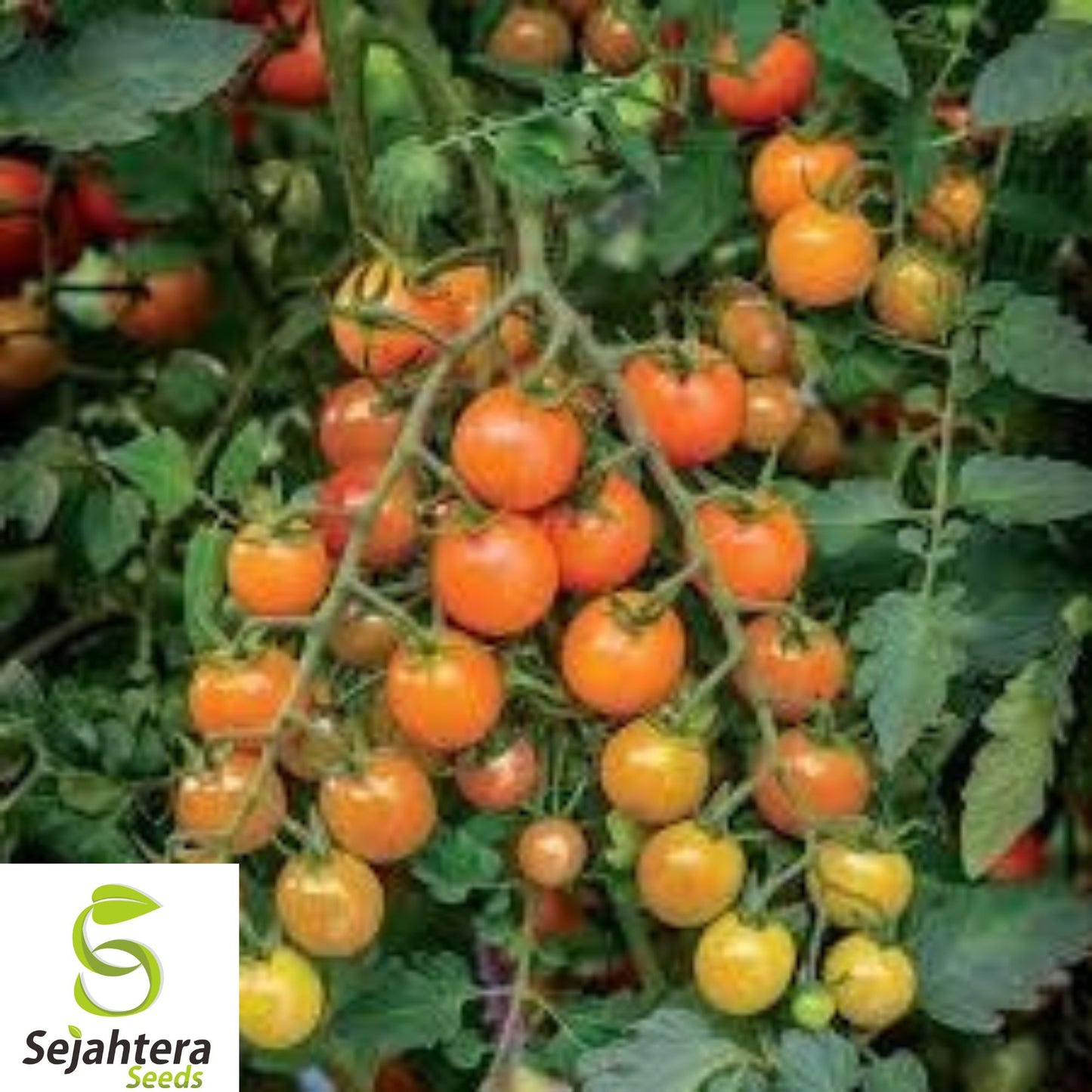 10+ Orange Cherry Tomato Seeds - Heirloom, Organic, Non-GMO, Rare & Sweet