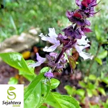 Cinnamon Basil Seeds - 200+ Heirloom - Perennial Herb & Natural Bug Repellent