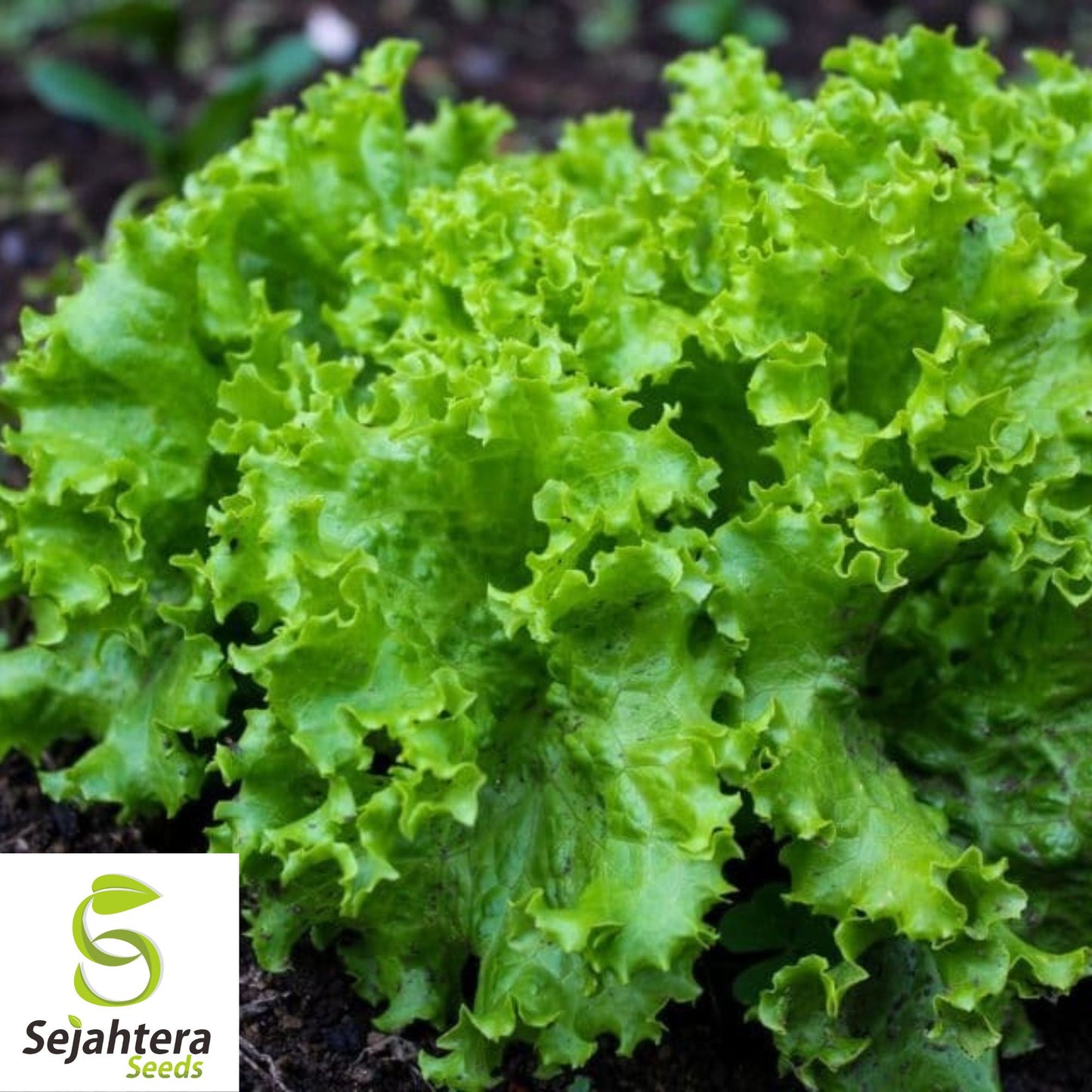 1000 Black Seeded Simpson Lettuce Seeds - Non-GMO, Tender & Crisp Greens