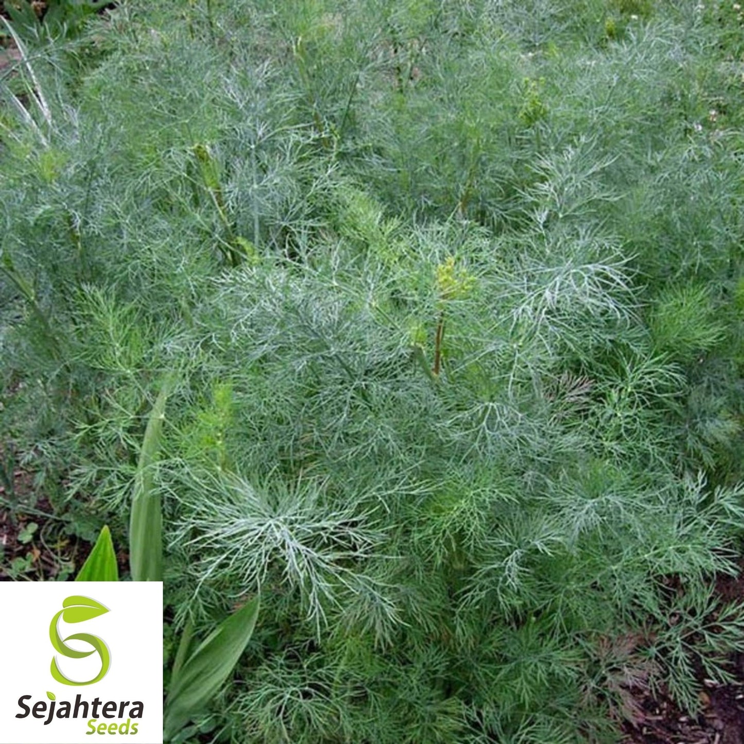 Dill Dukat Seeds 500+ | Anethum Graveolens Herb Spice Culinary NON-GMO USA