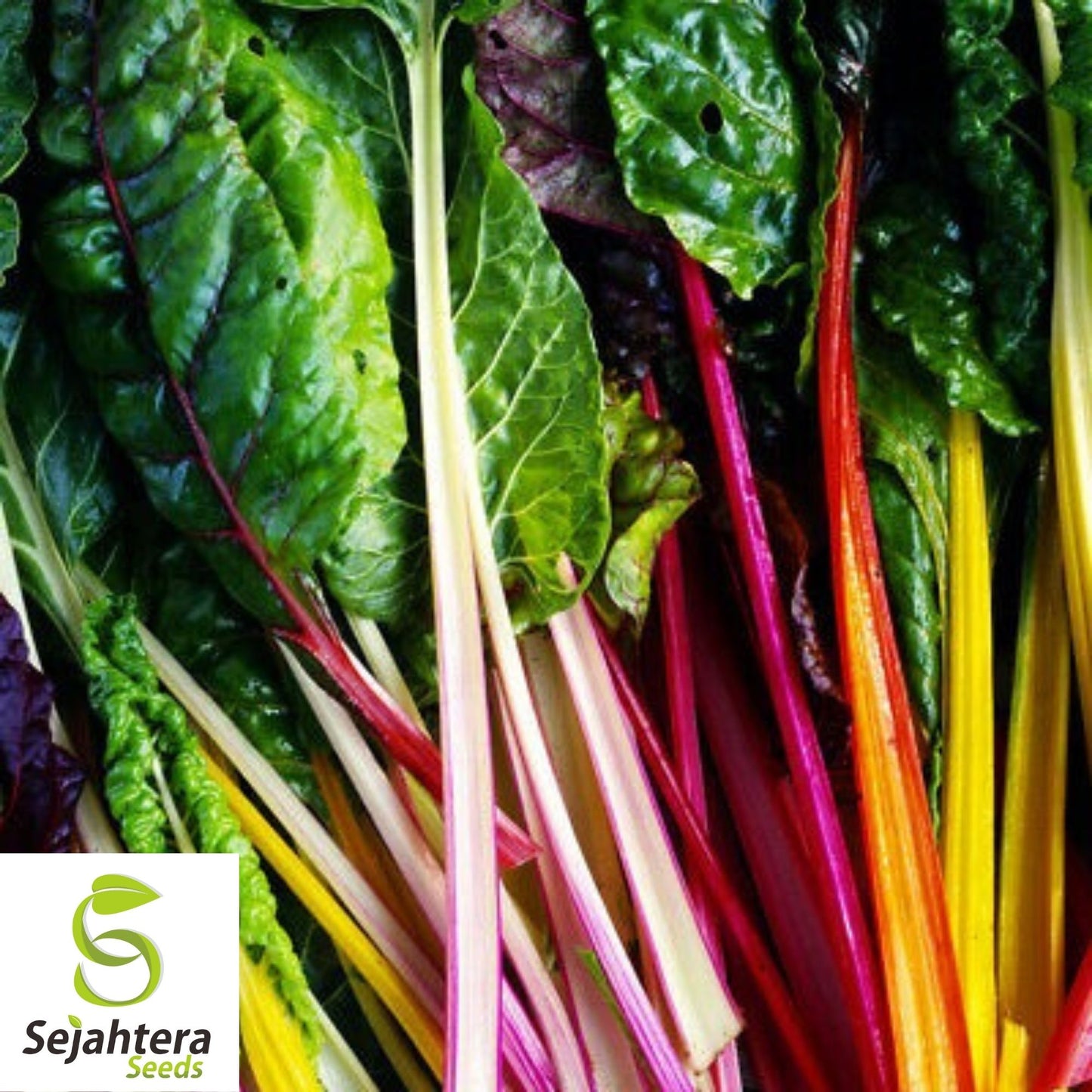 Rainbow Swiss Chard Seeds 50 Ct | Colorful NON-GMO Vegetable Garden USA