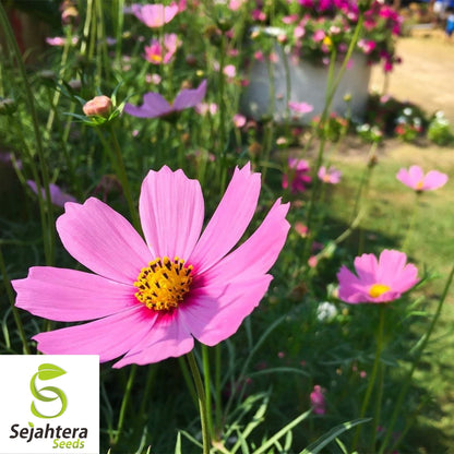 Cosmos Gloria Pink Flower Seeds 100 Ct | Stunning Cut Flowers USA