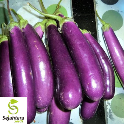 200+ Long Purple Eggplant Seeds - Heirloom, Non-GMO, Tender & Productive