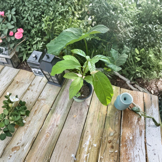 Avocado Tree – Persea americana Live Organic Plant | Self Pollinated | Ready to Grow  Backyard Friendly | Container Grower | Easy to Maintain