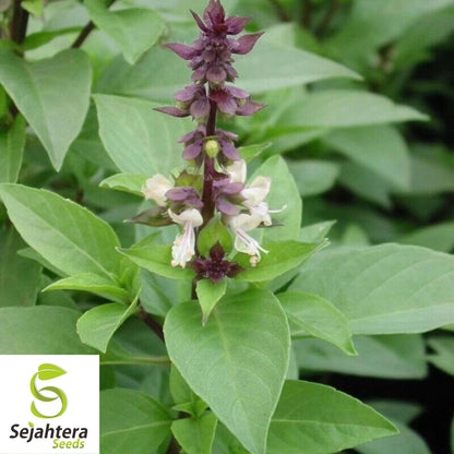 Cinnamon Basil Seeds - 200+ Heirloom - Perennial Herb & Natural Bug Repellent