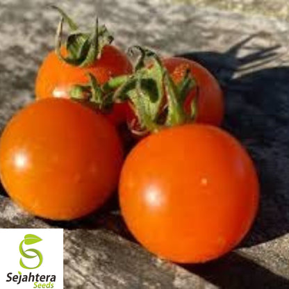 10+ Orange Cherry Tomato Seeds - Heirloom, Organic, Non-GMO, Rare & Sweet