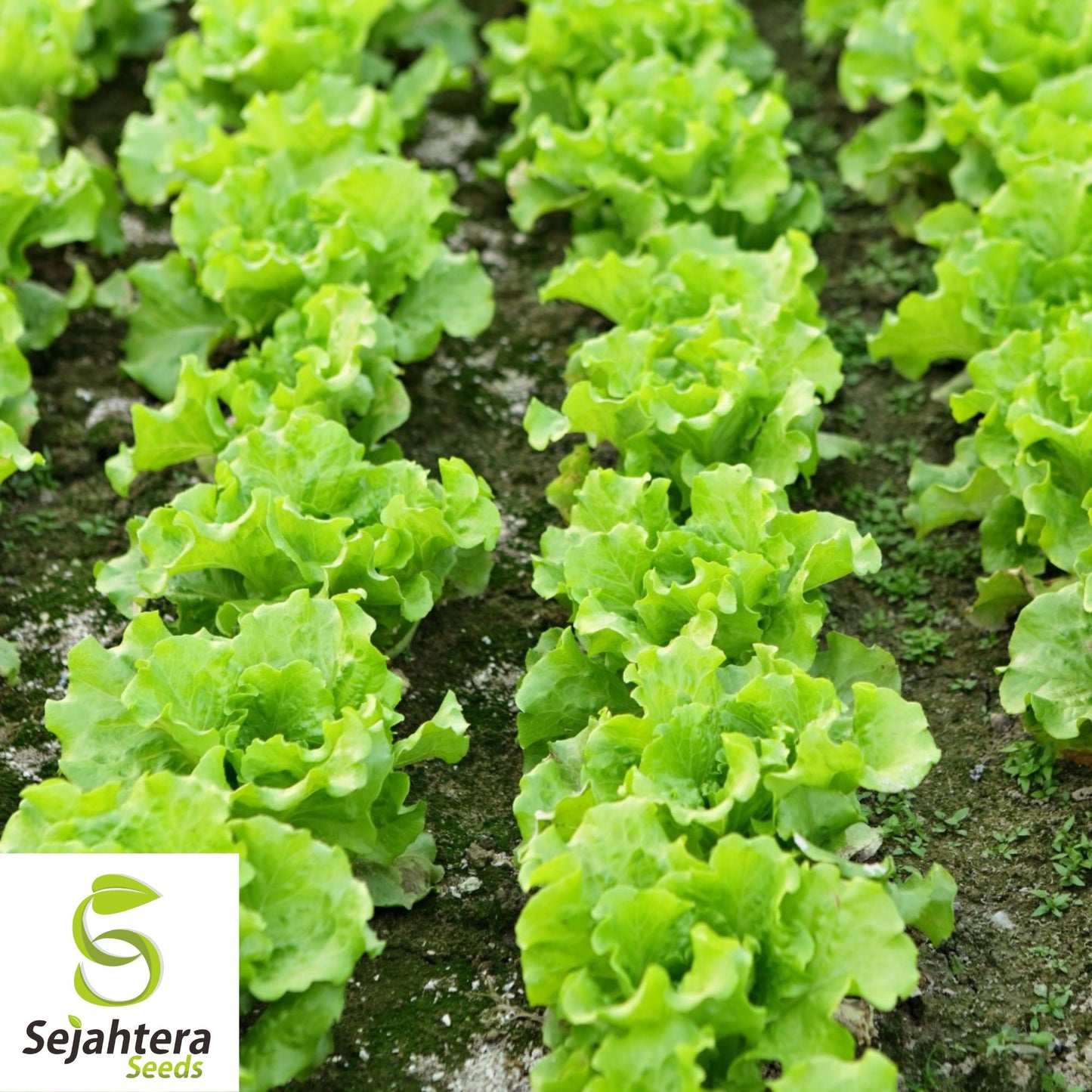 1000 Black Seeded Simpson Lettuce Seeds - Non-GMO, Tender & Crisp Greens