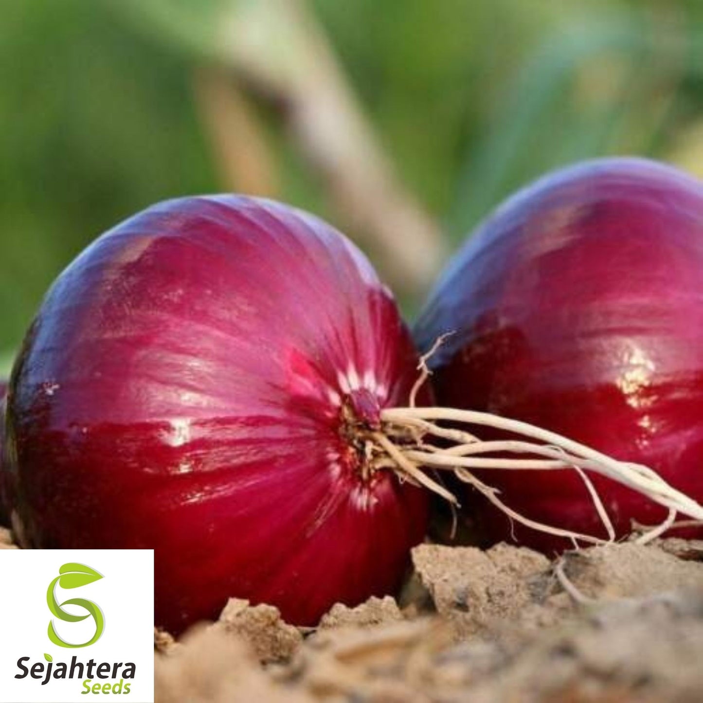 Scarlet Bandit Onion Seeds 250+ | Bunching Onion Vegetable NON-GMO USA