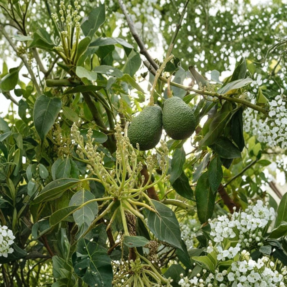 Avocado Tree – Persea americana Live Organic Plant | Self Pollinated | Ready to Grow  Backyard Friendly | Container Grower | Easy to Maintain