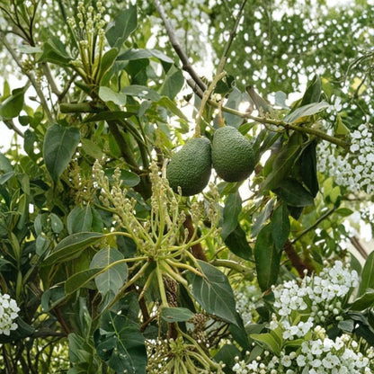 Avocado Tree – Persea americana Live Organic Plant | Self Pollinated | Ready to Grow  Backyard Friendly | Container Grower | Easy to Maintain