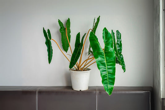 Philodendron Billietiae Plant in 6" Pot | Tropical Houseplant | Philodendron Species for Indoor Growth | Easy Care Greenery