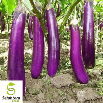 200+ Long Purple Eggplant Seeds - Heirloom, Non-GMO, Tender & Productive