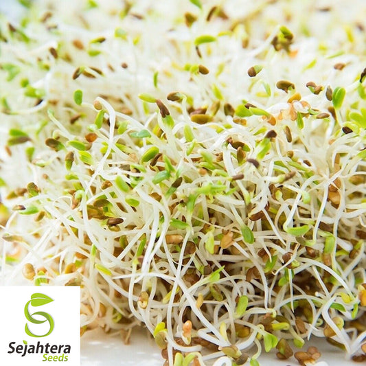 1500+ Alfalfa Sprouting Seeds - Non-GMO, Nutritious & Fast-Growing