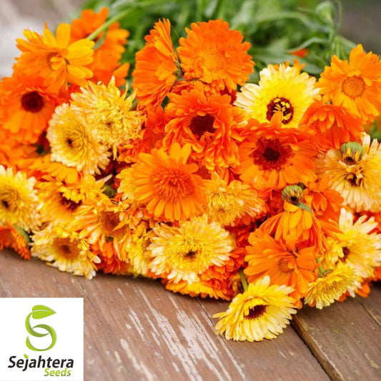 Calendula Seeds Pacific Beauty Mix 100 Ct | Annual Flower NON-GMO USA