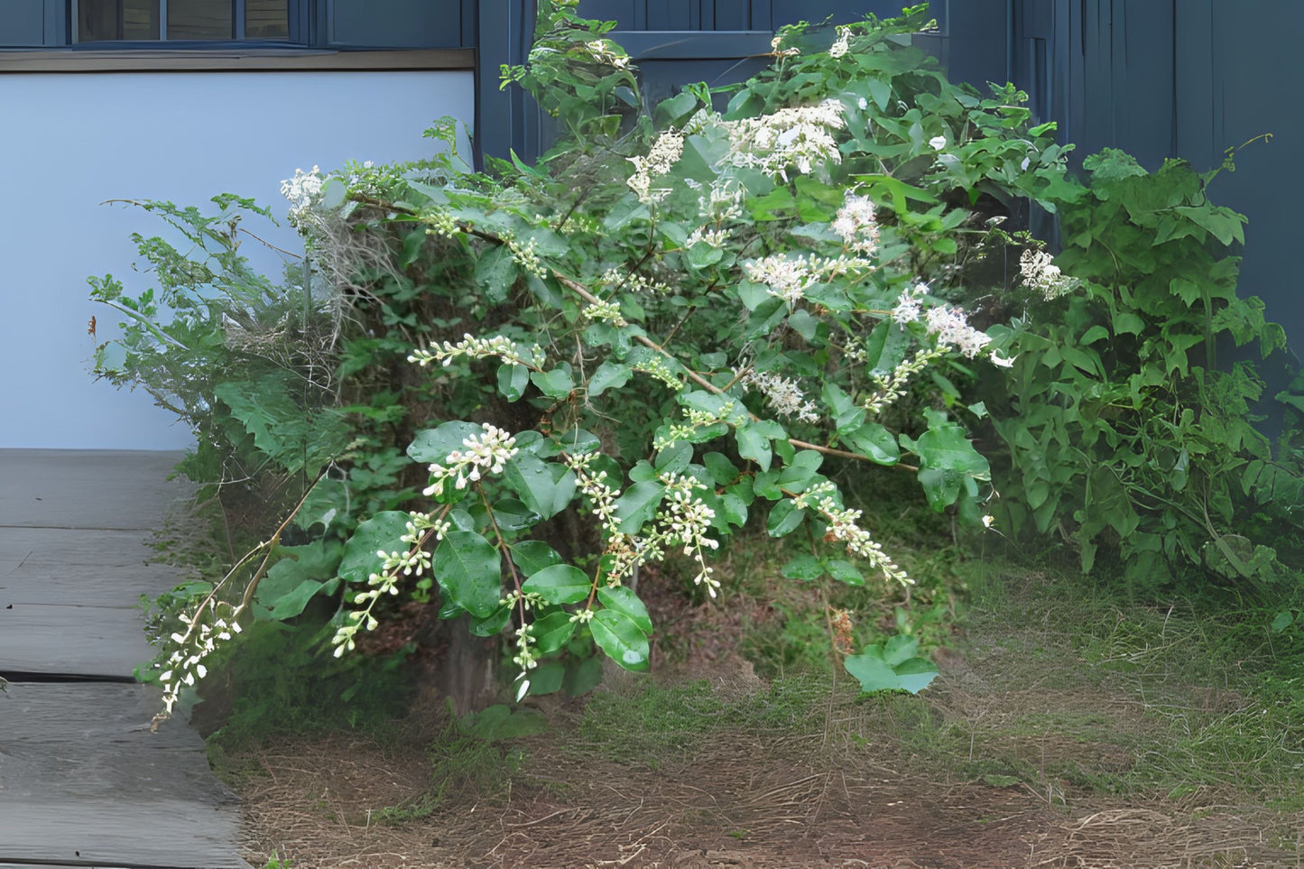 Chinese Privet (Ligustrum sinense)