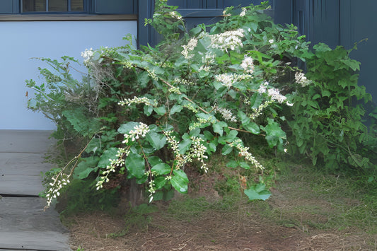 Chinese Privet (Ligustrum sinense)