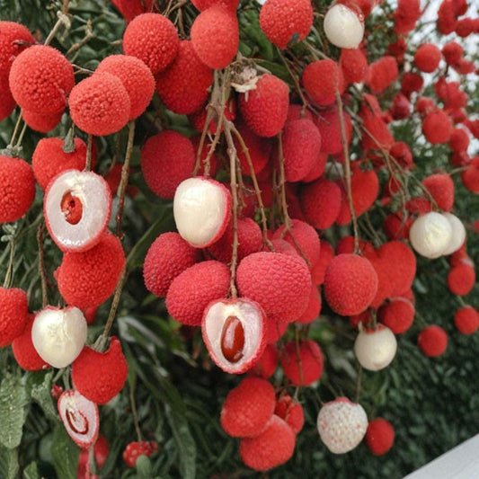 Mauritius Lychee – Litchi chinensis ‘Mauritius’ Air Layered Tree | 2–3 Feet Tall | Ships in 3 Gallon Pot  Sweet Juicy Fruit | Early Bearing | Tropical Backyard Favorite