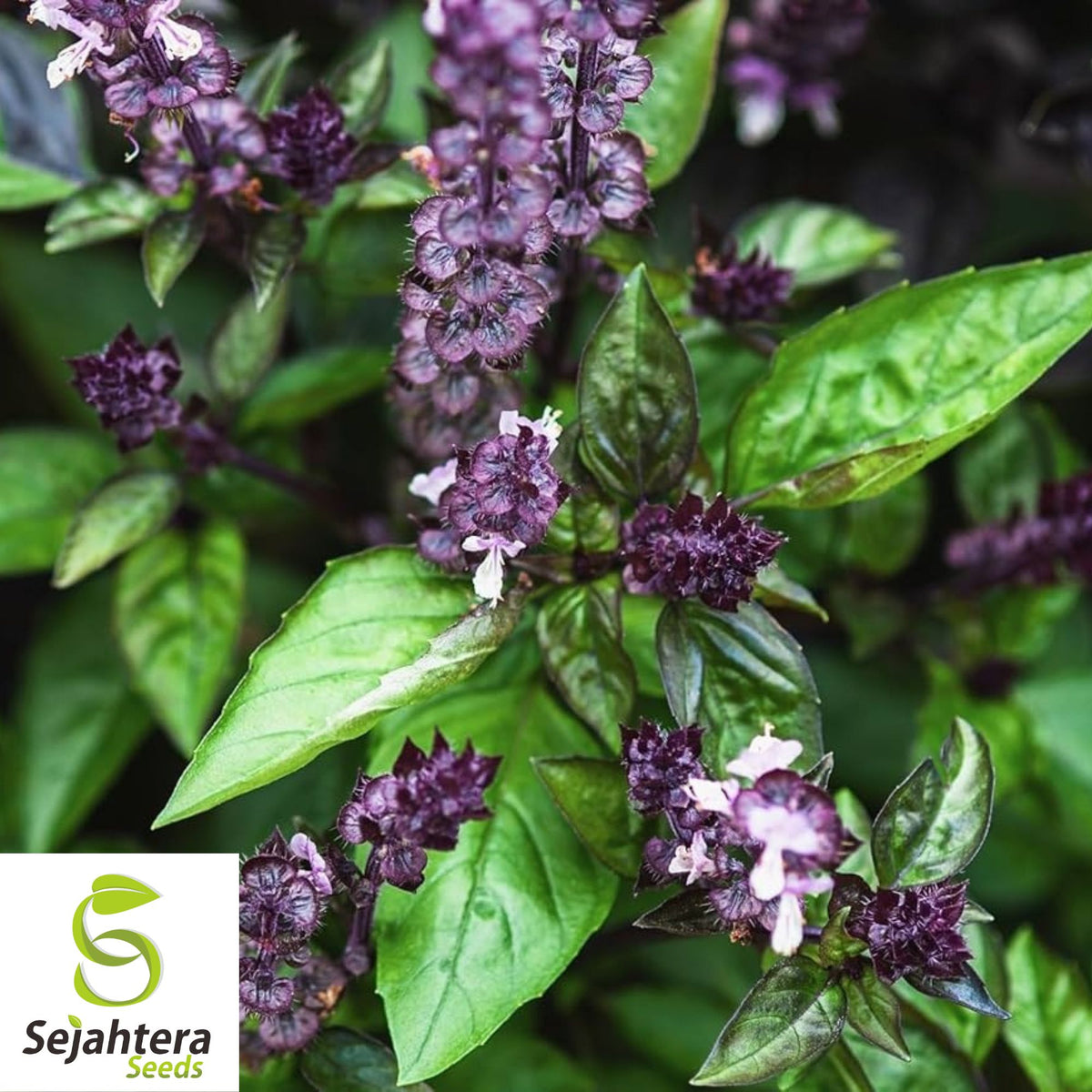 Cinnamon Basil Seeds - 200+ Heirloom - Perennial Herb & Natural Bug Repellent