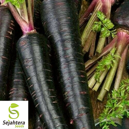 Black Nebula Carrot Seeds 150+ | NON-GMO Heirloom Vegetable Garden USA